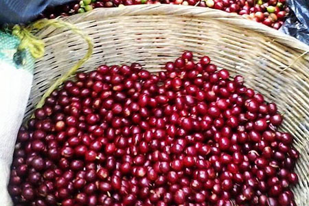 cafenacional cafe de el salvador