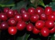 pacamara