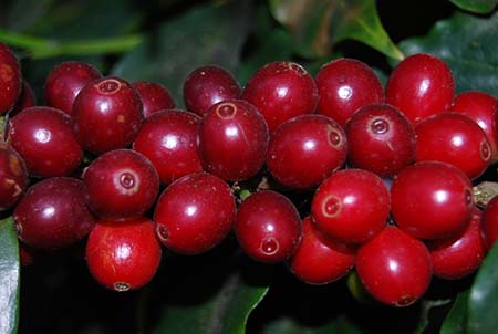 pacamara