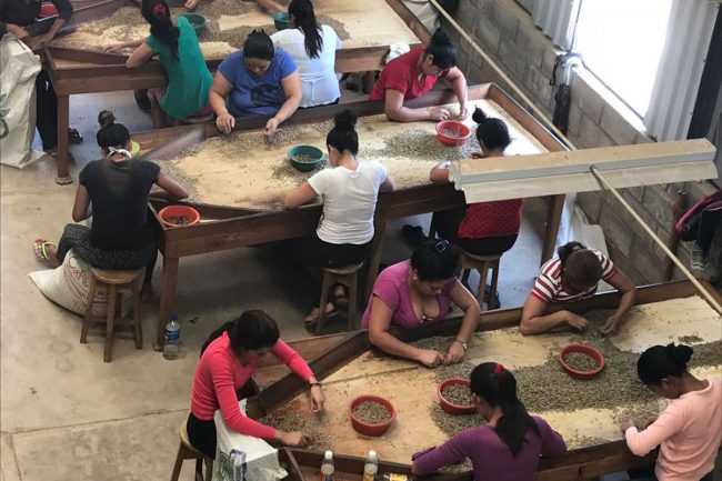 madrecaficultura cafe cate dia de la madre 2018